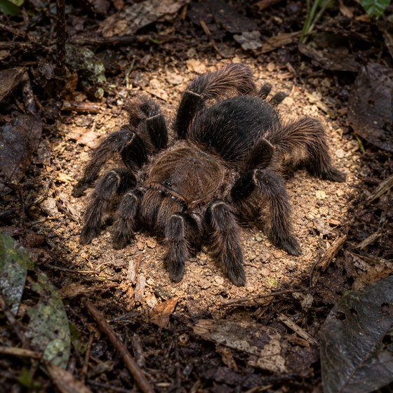 Sumatran stout leg tarantula