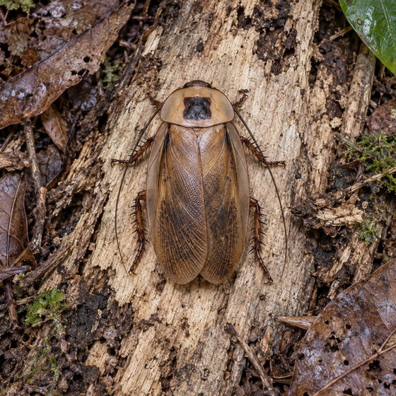 polymorphic roach