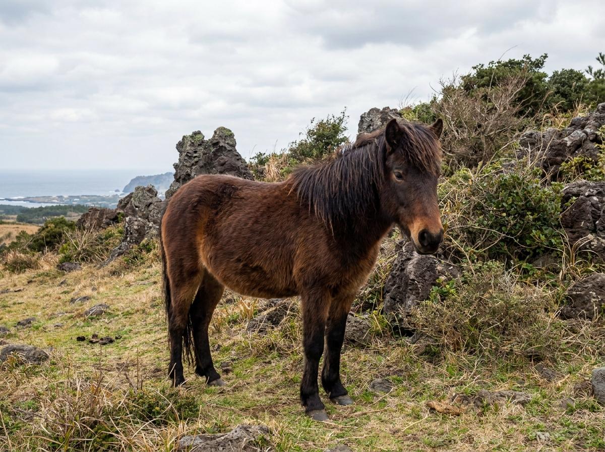 Jeju Horse
