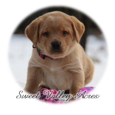 Sweet Valley Acres profile picture