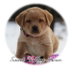 Sweet Valley Acres profile picture