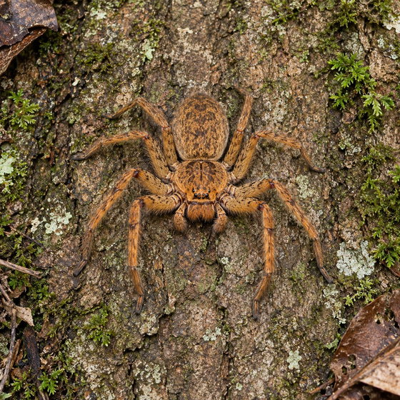 David Bowie huntsman spider