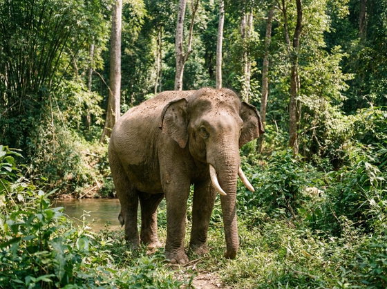 Asian elephant