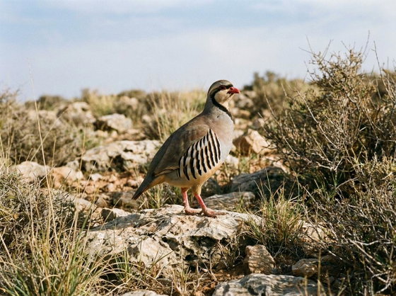 chukar partridge