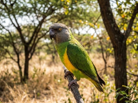 Senegal parrot