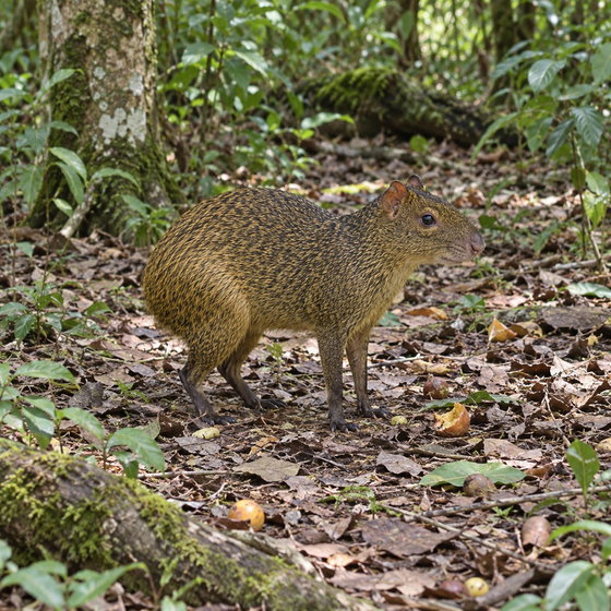 Azara's agouti