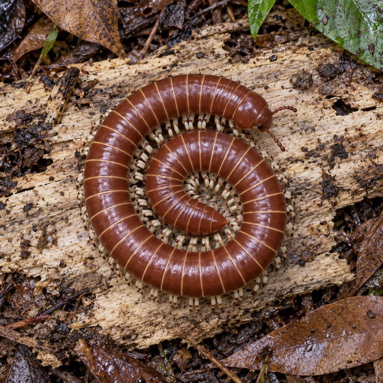 Ghana speckled millipede