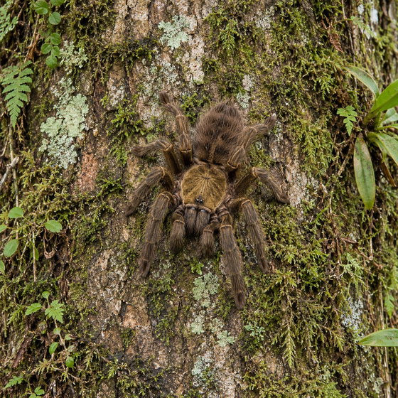 Bario bat eater tarantula