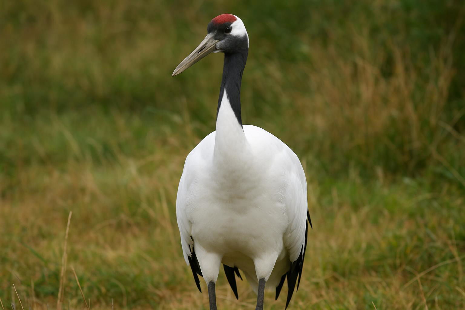 Red-Crowned Crane