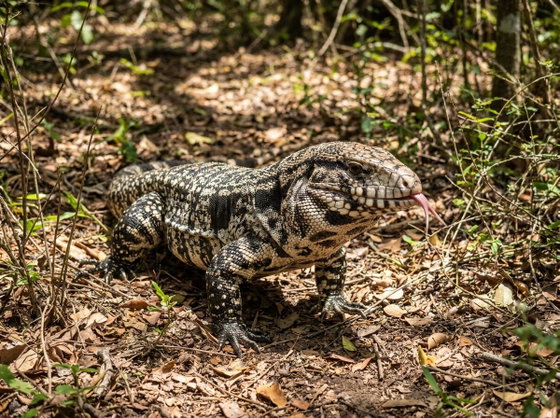 Argentine black and white tegu