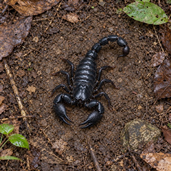 Asian forest scorpion (Heterometrus laoticus)