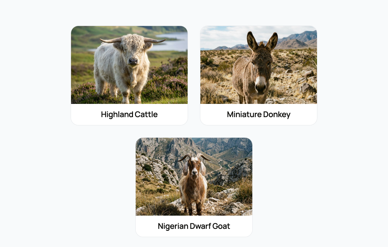 The coat color calculators hub: Highland cattle, miniature donkey, and Nigerian Dwarf goat