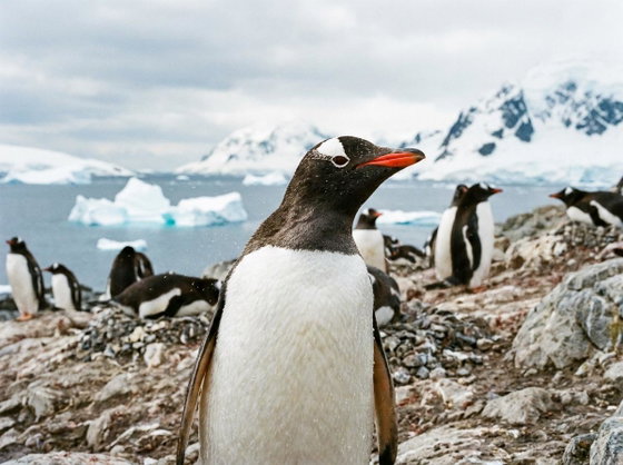 gentoo penguin