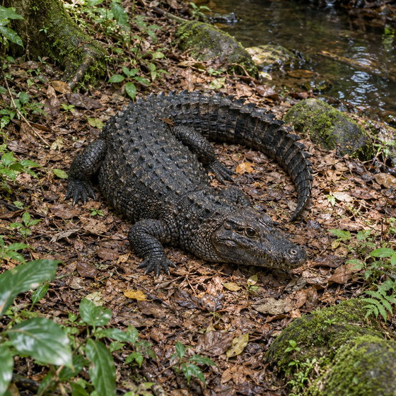 dwarf crocodile