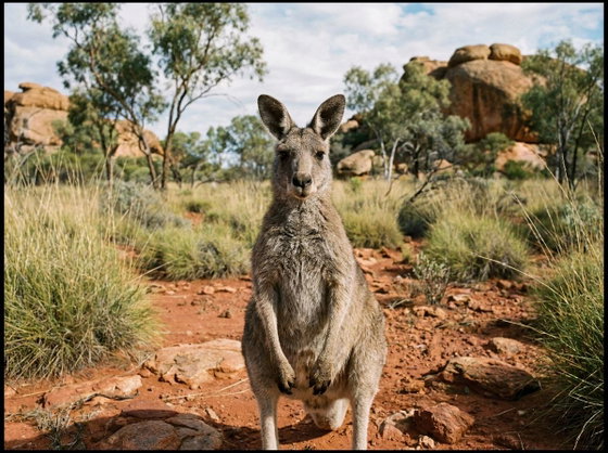 common wallaroo