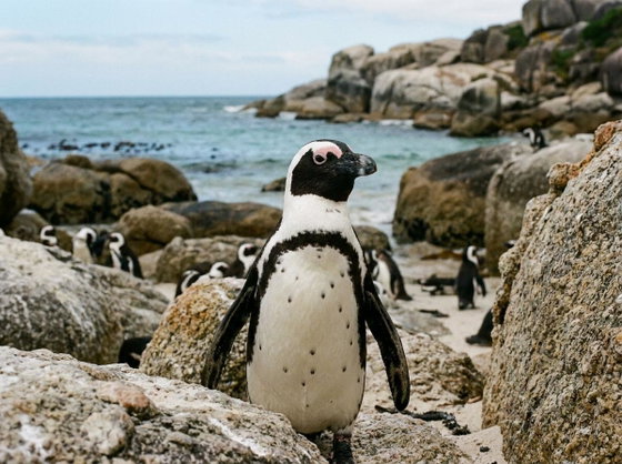 African penguin
