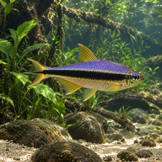 emperor tetra