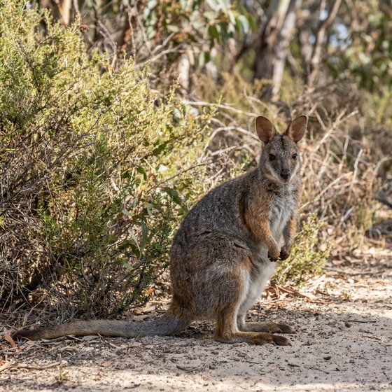 tammar wallaby