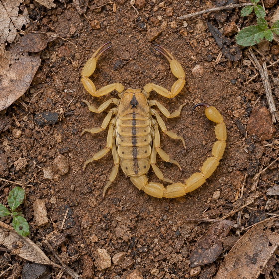 northeastern Brazilian yellow scorpion