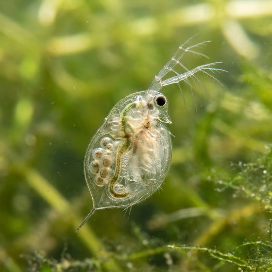 daphnia