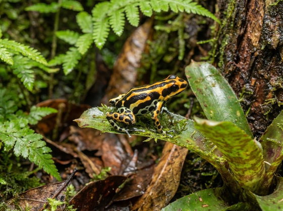 mimic poison frog
