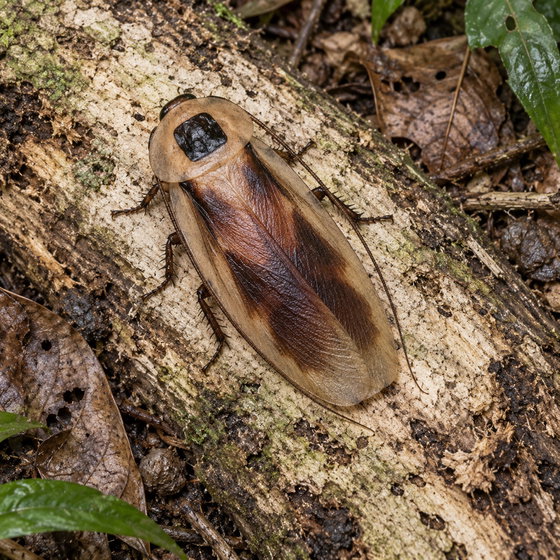 colossal roach