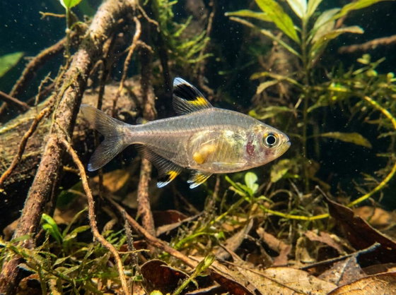 x-ray tetra