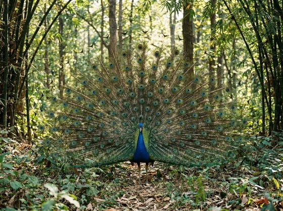 Indian Peafowl