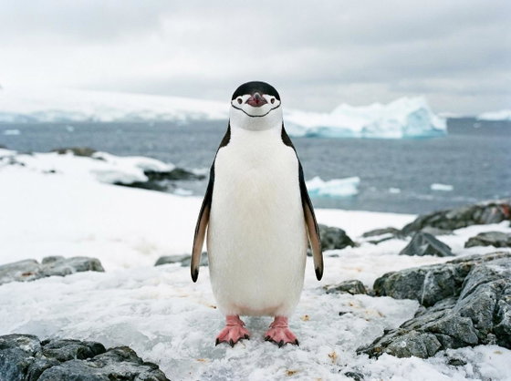 chinstrap penguin