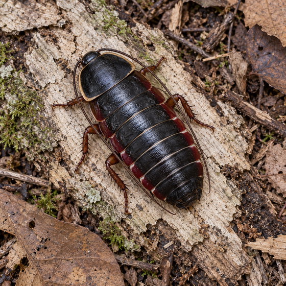 red and black roach
