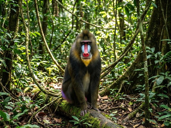 mandrill