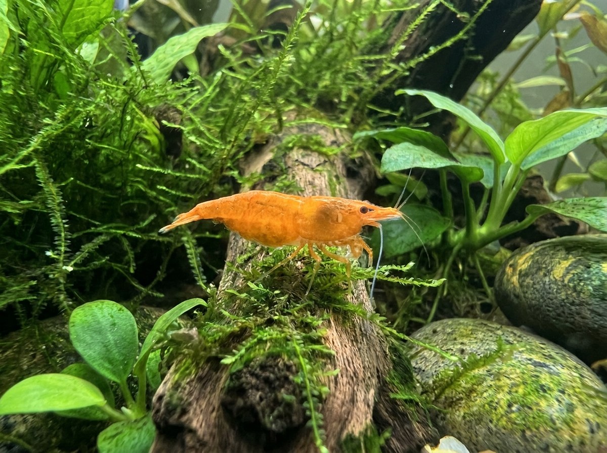 Orange Sakura