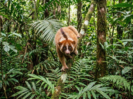 pygmy slow loris