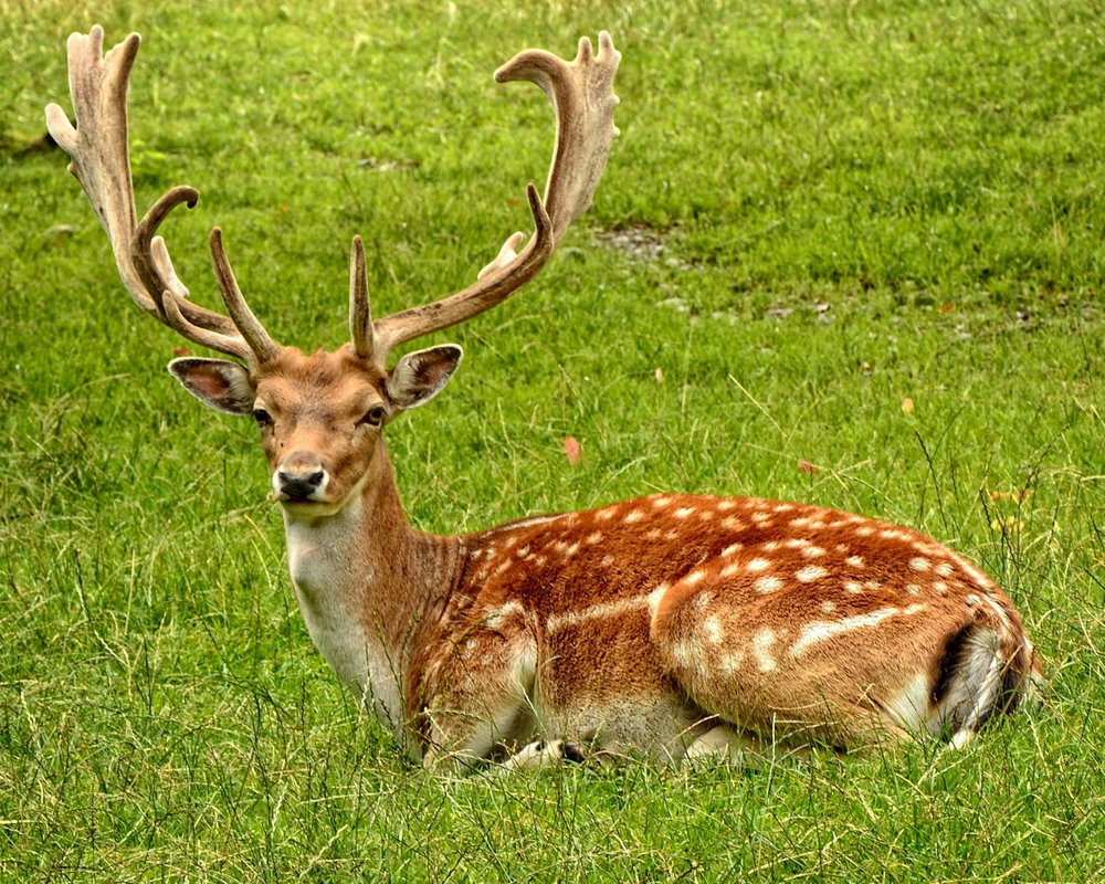 Cow 9713094, photo 4