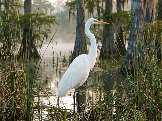 great egret