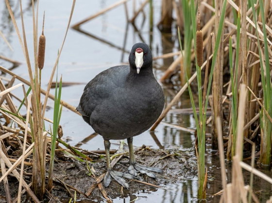 American coot