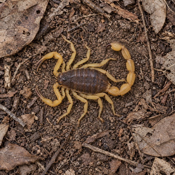Brazilian yellow scorpion