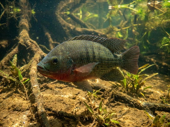 Mozambique tilapia
