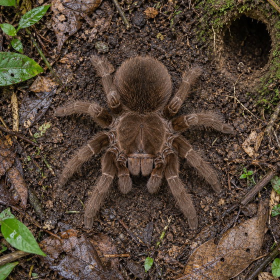 Ecuadorian brown velvet tarantula