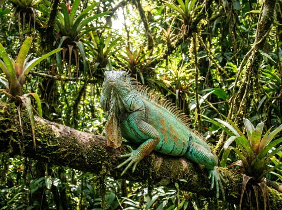 green iguana