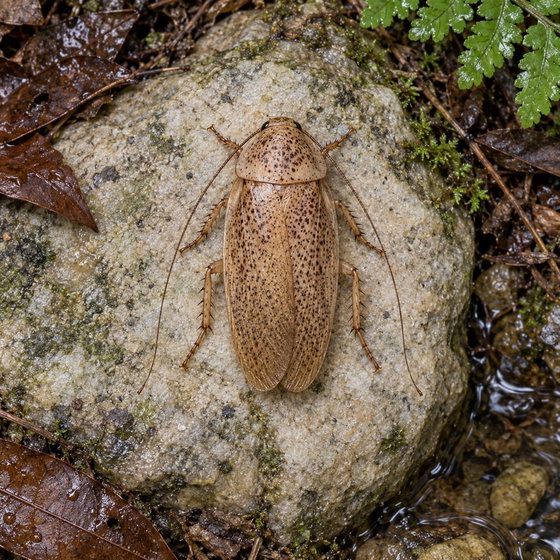 Maya cockroach