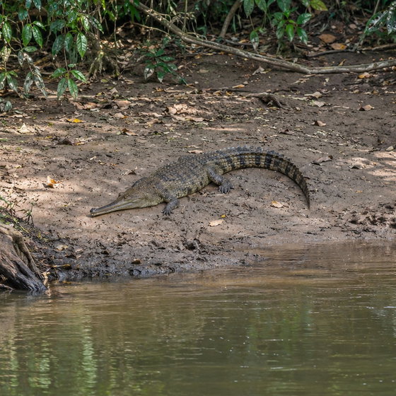 African slender-snouted crocodile