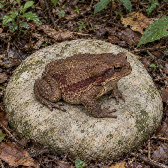 smooth-sided toad