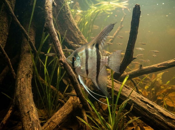 angelfish