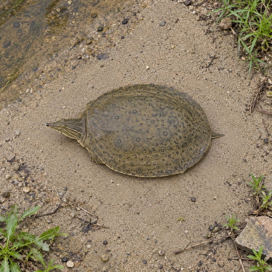 spiny softshell turtle
