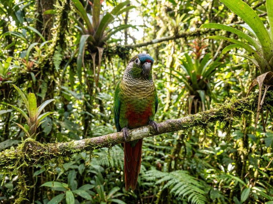 painted conure