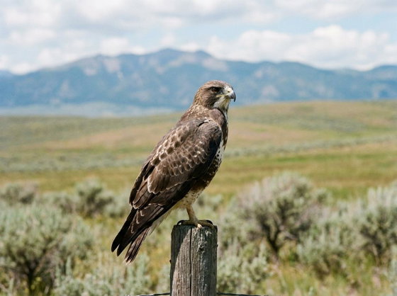 Swainson's hawk