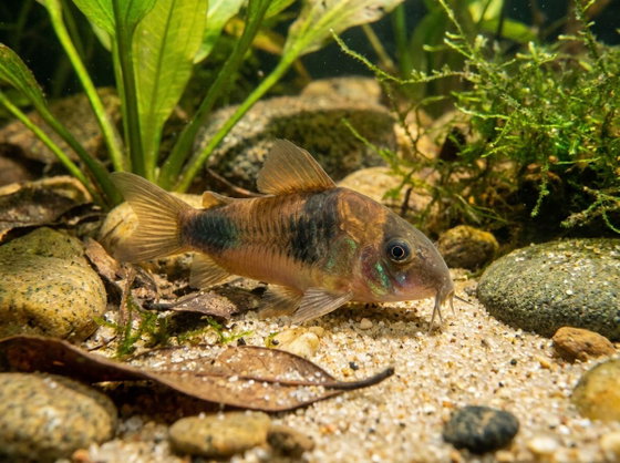bronze corydoras