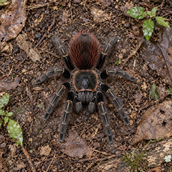 Veracruz red rump tarantula