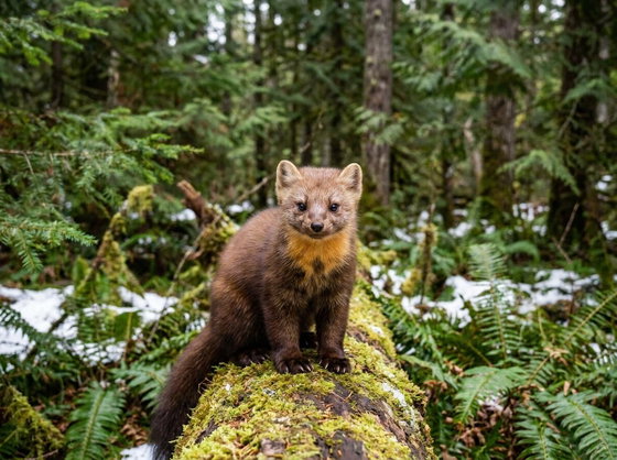 American marten